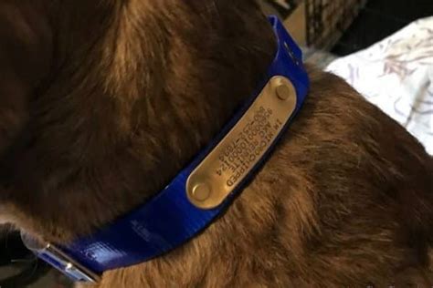 gun dog supply collar.